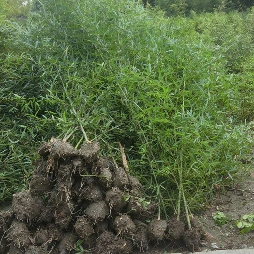 人面竹，罗汉竹（包括袋苗）批发，各种规格