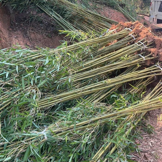 荣县苦竹批发，各种规格