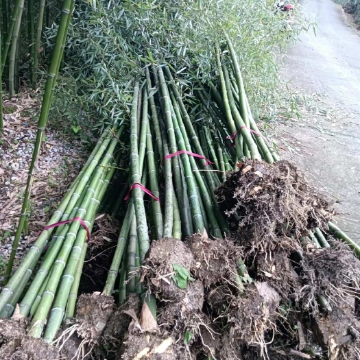 荣县雷竹批发，各种规格