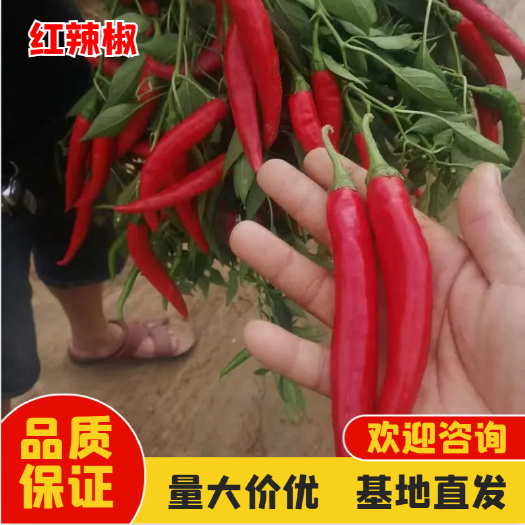 农副产品辣椒系列 红杭椒
