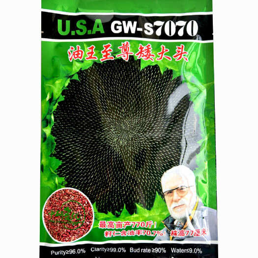 矮大头GW-70油葵种子200g榨油用杂交向日葵种籽早熟含油