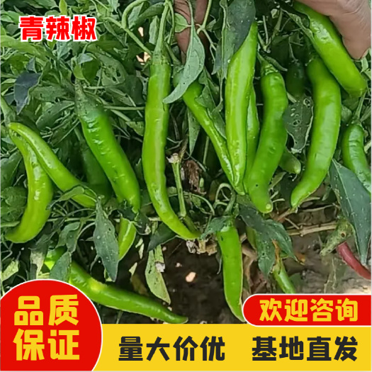 原产地无公害 青杭椒 货量充足