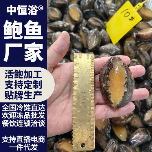 长沙鲍鱼鲜活冷冻海鲜商用超市酒店宴席火锅炖盅清蒸食材10头批发