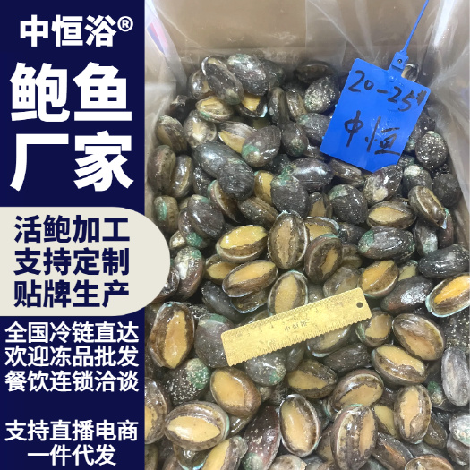 东山县活冻鲍鱼 20-25头 供应酒店餐厅超市自助餐海产品冻品批发