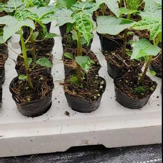 灵山县冰糖木瓜树苗大青红心木瓜苗矮化特大水果瓜苗南方庭院南方种植