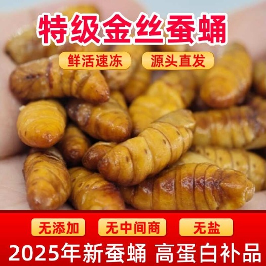 广州新鲜金丝蚕蛹鲜活冷冻商用烧烤特级特产农家桑蚕黄金蚕蛹