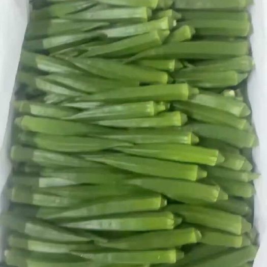 广州秋葵
