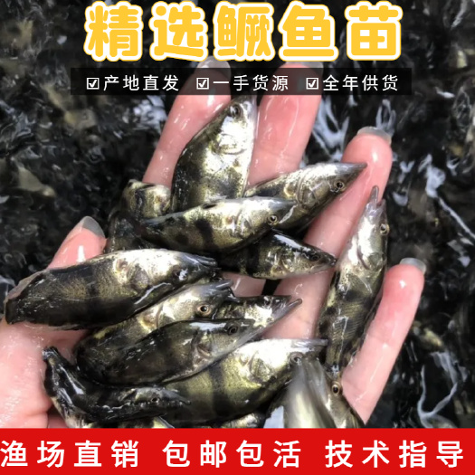 广州鳜鱼苗桂花鱼苗 翘嘴鱼苗淡水养殖活体鱼苗批发渔场直供