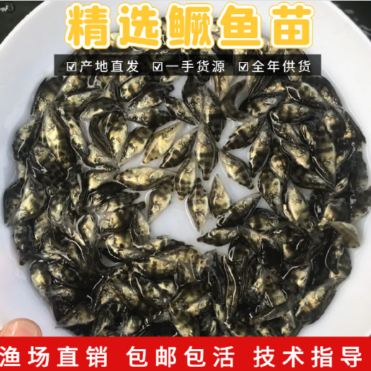 广州精选优质鳜鱼苗桂花鱼苗 各种鱼苗淡水养殖活体鱼苗批发渔场直供