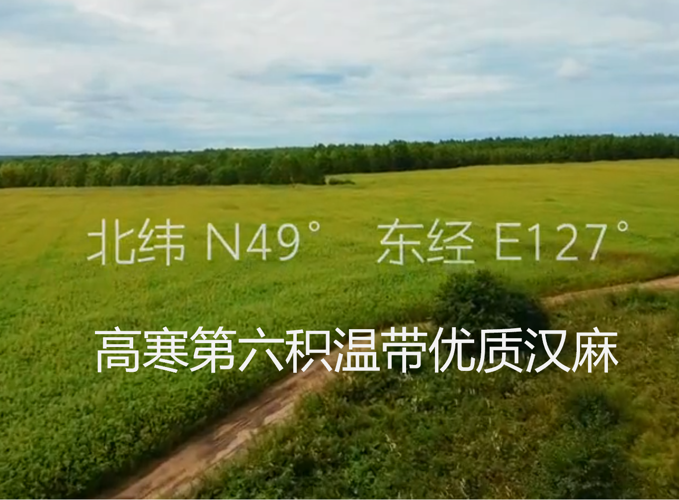黑龙江优质汉麻大量上市，诚邀全国客商前来采购！