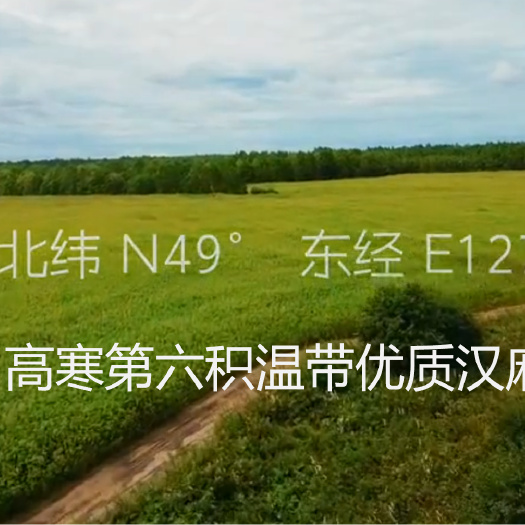 黑龙江优质汉麻大量上市，诚邀全国客商前来采购！
