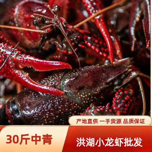顺水渔歌水产餐馆酒店供应湖北洪湖小龙虾鲜活的活体活虾青虾