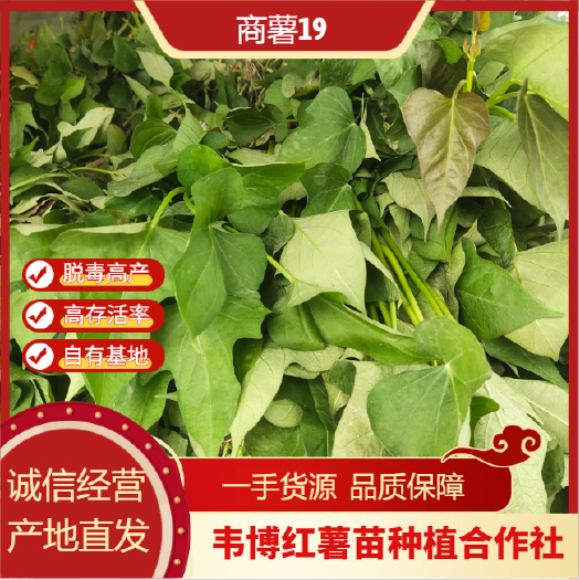 民权县河南精品红薯苗商薯19 基地直发 大量有货