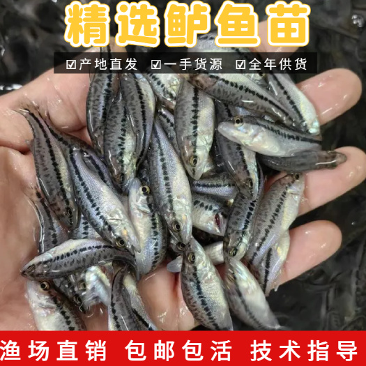 广州广东广州花都区优质鲈鱼苗水产种苗批发零售