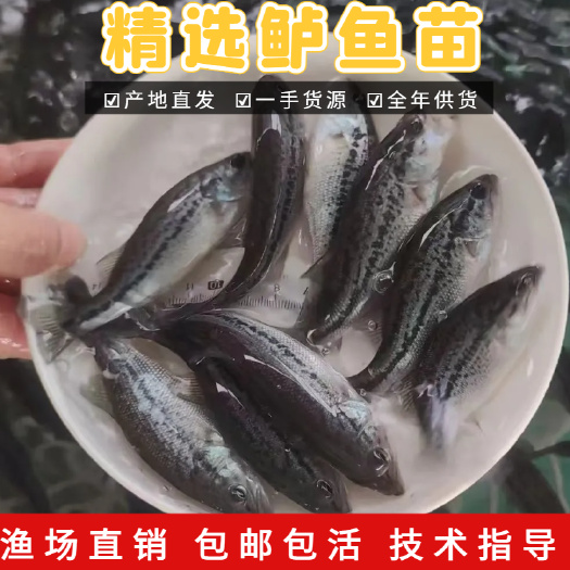 广州精选鲈鱼苗广东广州花都区优质鲈鱼苗水产种苗批发零售