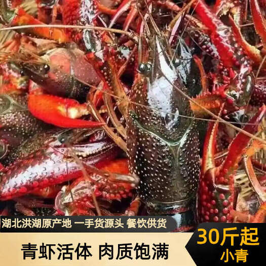 洪湖市顺水渔歌水产湖北洪湖小龙虾新鲜活的活虾活体青虾满肉龙虾馆供货