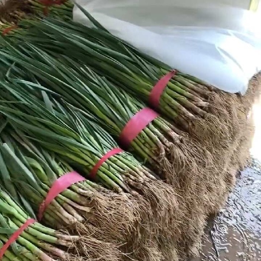 内黄精品一点红质量好价格低