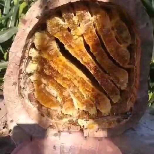 越西县大凉山德昌县野花蜂蜜