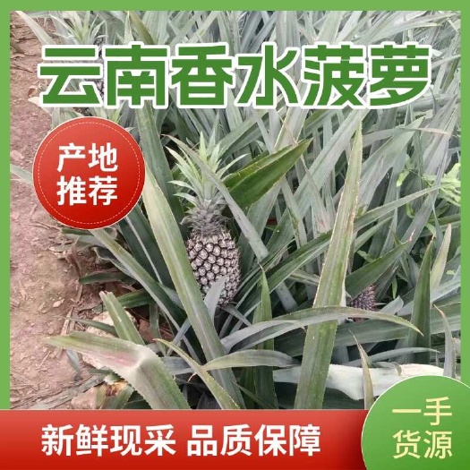 屏边县产地推荐，云南红河，香水菠萝，量大价优