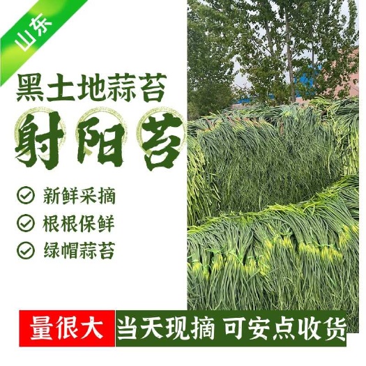 蒜苔，可安点收货，产地推荐，黑土地蒜苔射阳苔，山东直发