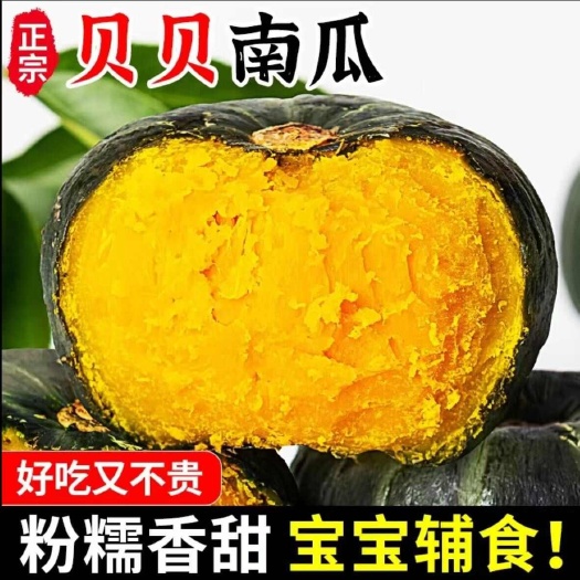 昌乐县贝贝南瓜正宗板栗味粉糯香甜小南瓜惠和一号宝宝辅食栗面5斤包邮