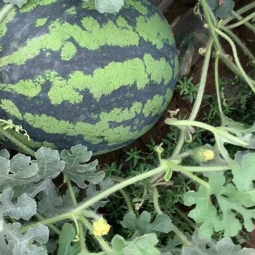 美嘟二茬大量上市,4斤起