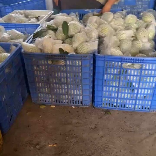玉林西瓜红番石榴