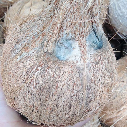 毛老椰打椰奶特别供应清补凉专用