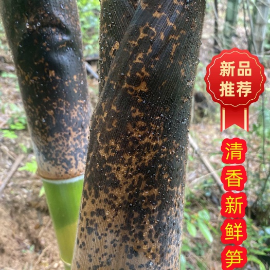 祁东县竹笋叶片毛竹大叶笋壳叶新鲜清香笋叶