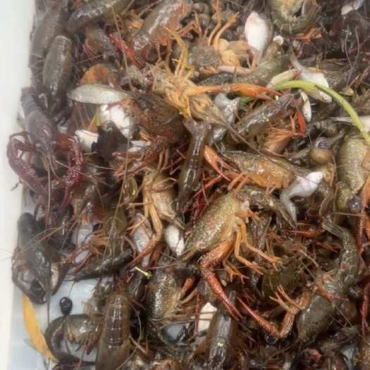 福州水库清水 小龙虾 20一斤