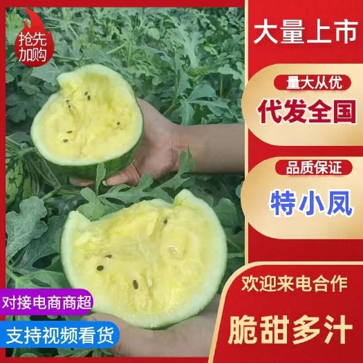 全国发货 特小凤西瓜大量供应 脆甜可口个头均匀 产地直销