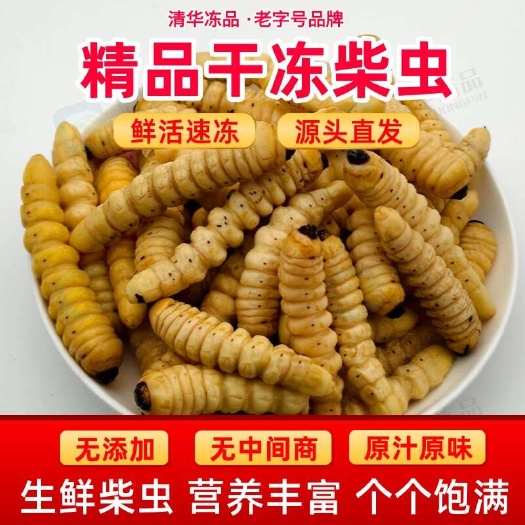当季新鲜速冻柴虫哈虫斗米虫老木虫发财虫柞天牛花木虫食用昆虫