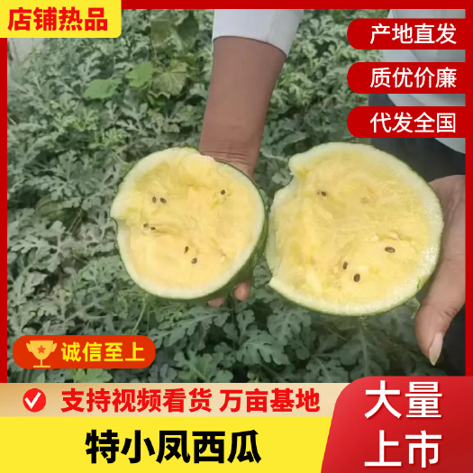 沭阳县【精选】西瓜 特小凤西瓜大量供应 脆甜可口个头均匀 产地直销