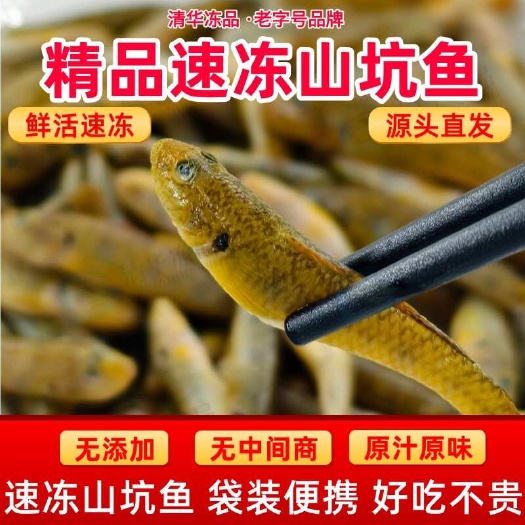 养小黄鱼新鲜小石鱼山根鱼淡水小沙尖鱼速冻小河鱼山坑鱼笋壳鱼