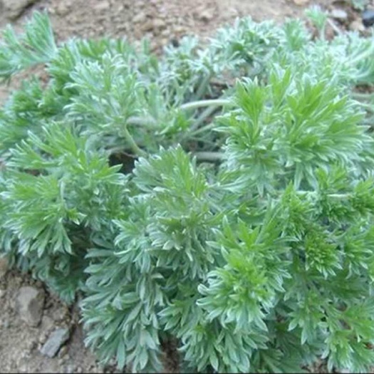 陇西县【2025优选茵陈】正品茵陈干货泡水喝白蒿茶