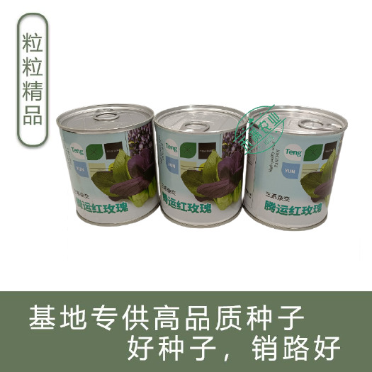 武汉腾运红玫瑰油菜种子 耐高温紫罗兰紫油菜上海青小青菜四季阳台蔬