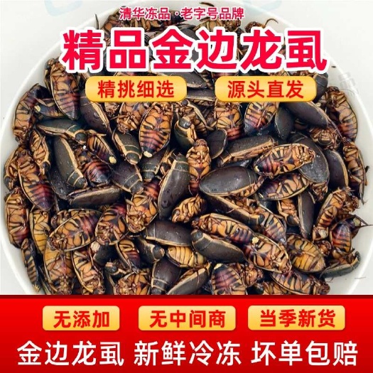 广州2025大金边龙虱新鲜速冻大濑尿龟水蟑螂水甲虫水鳖虫活体冷冻