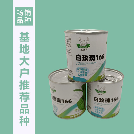 武汉腾运白玫瑰油菜种子 耐高温速生25天采收黑叶白梗小白菜四季种