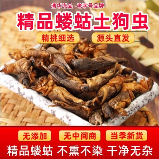 广州冷冻蝼蛄土狗虫土狗仔活体鲜活新鲜网红高蛋白食用昆虫拉拉蛄