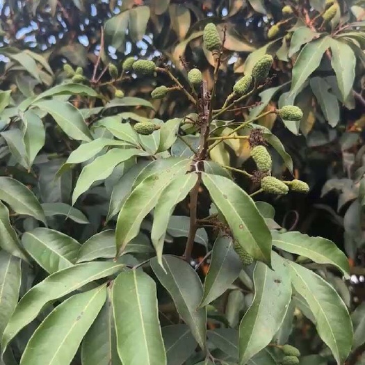 荔枝很快就上市了，需要的老板可以聯(lián)系