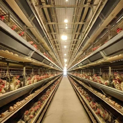 西平县高品质畜牧饲养鸡笼设备