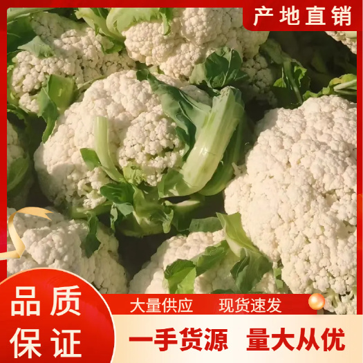 博爱县松花 花菜 白花菜花 松紧适中 直供批发