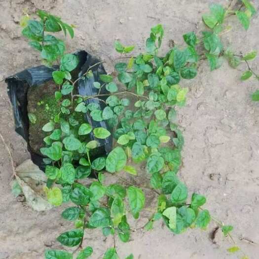 广州精品薜荔基地直发