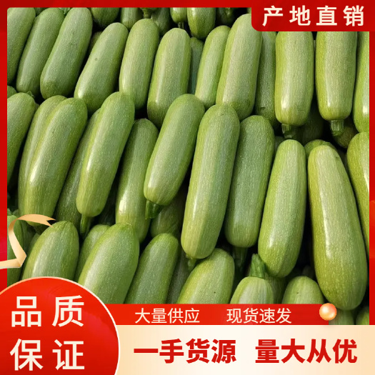 新鲜西葫芦 产地直发 整车服务 保证满意！