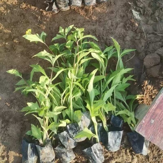 精品蟛蜞菊基地直发