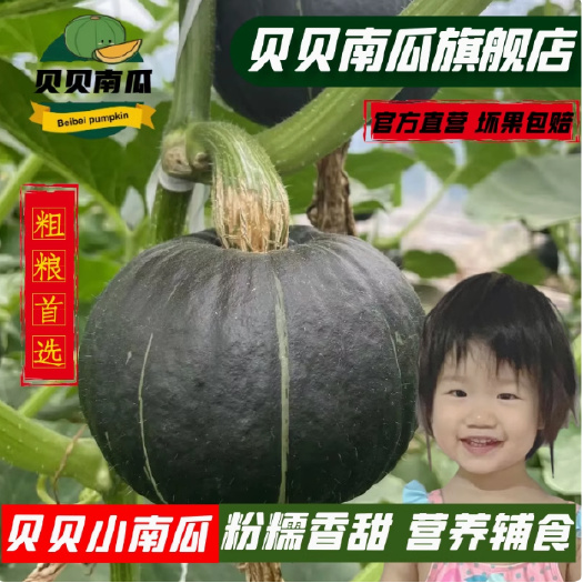 昌乐县贝贝南瓜 正宗新鲜贝贝板栗小南瓜 代餐粗粮老瓜婴儿宝宝 旗舰