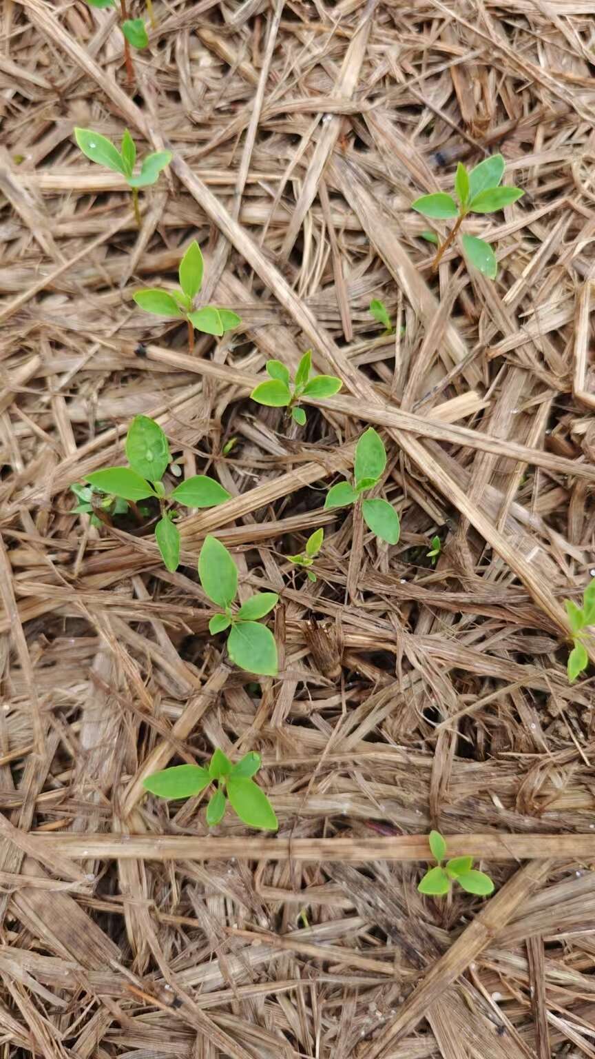 奉新县苗圃直发木姜子芽苗，量大价优，欢迎咨询