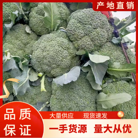 西蓝花 大量供应 蔬菜产地直发