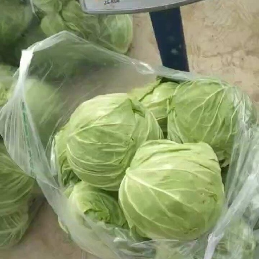 夏邑县河南商丘新鲜平包菜产地直发 当日采摘现摘现发 批发价优