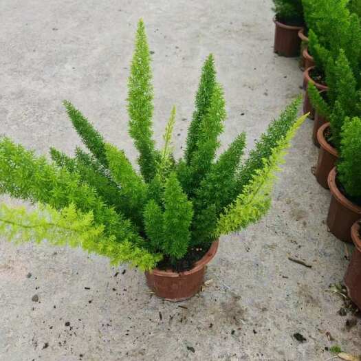 广州精品狐尾天门冬基地直发